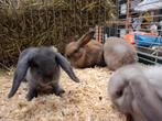 Mooie tamme dwergkonijntjes in verschillende kleuren, Meerdere dieren, Dwerg