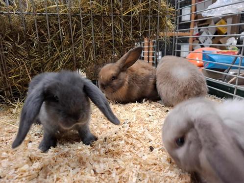 Mooie tamme dwergkonijntjes in verschillende kleuren, Dieren en Toebehoren, Konijnen, Dwerg, Meerdere dieren