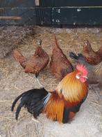 Trio sebright, Dieren en Toebehoren, Pluimvee, Meerdere dieren, Kip