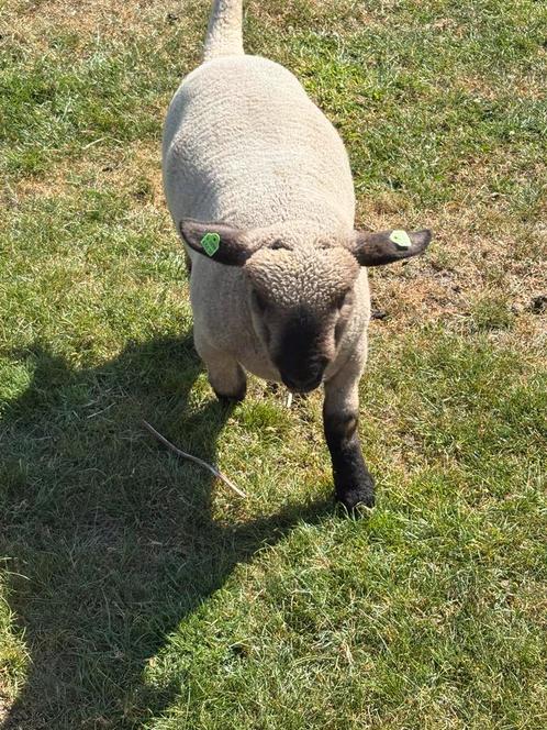 Hampshire down ram lammeren, Dieren en Toebehoren, Schapen, Geiten en Varkens, Schaap, Mannelijk