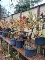 Lariks in Pot, projectboom bonsai, Volle zon, Vaste plant, Bloeit niet, Ophalen