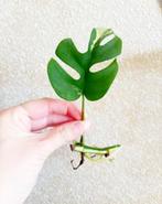 Rhaphidophora Tetrasperma Variegata #1, Huis en Inrichting, Kamerplanten, Ophalen of Verzenden, Halfschaduw, Minder dan 100 cm