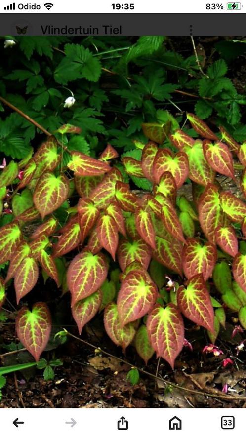 Epimedium rubriek oftewel elfenbloem🦋🐝, Tuin en Terras, Bloembollen en Zaden, Voorjaar, Halfschaduw, Ophalen of Verzenden