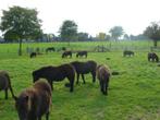 shetlanders te koop, Dieren en Toebehoren, Pony's, Merrie, Gechipt, Niet van toepassing, 0 tot 2 jaar