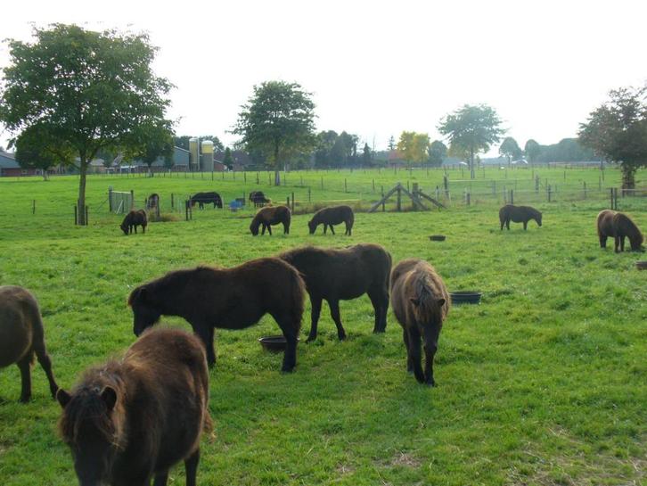 shetlanders te koop, Dieren en Toebehoren, Pony's, Merrie, Niet van toepassing, A pony (tot 1.17m), Recreatiepony, 0 tot 2 jaar
