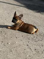 Franse bullies vanaf 900, Particulier, Rabiës (hondsdolheid), 15 weken tot 1 jaar, Buitenland