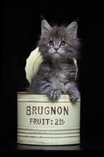 2 mooie Maine Coon katertjes zoeken een huisje., Dieren en Toebehoren, Kater, Gechipt, 0 tot 2 jaar