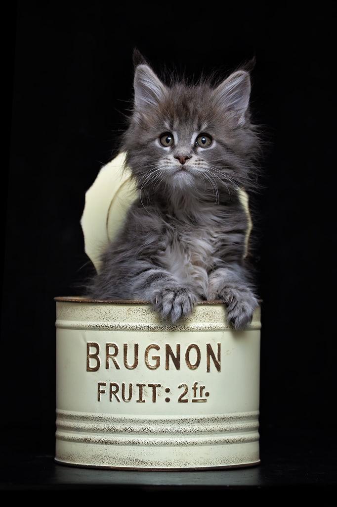 2 mooie Maine Coon katertjes zoeken een huisje., Dieren en Toebehoren, Katten en Kittens | Raskatten | Langhaar, Kater, 0 tot 2 jaar