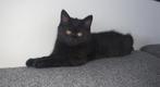 Britse korthaar, Dieren en Toebehoren, Katten en Kittens | Raskatten | Korthaar, Poes