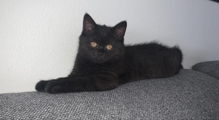 Britse korthaar, Dieren en Toebehoren, Katten en Kittens | Raskatten | Korthaar, Poes