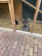 3 Orpington hennen en een prachtig kippenhok te koop, Dieren en Toebehoren, Pluimvee | Toebehoren, Ophalen, Zo goed als nieuw