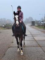 Luxe 7jarige merrie Bomproof goudeerlijk 163cm, Dieren en Toebehoren, Paarden, Merrie, Gechipt, L, 7 tot 10 jaar