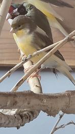 Harlekijn kanarie man prachtige zanger