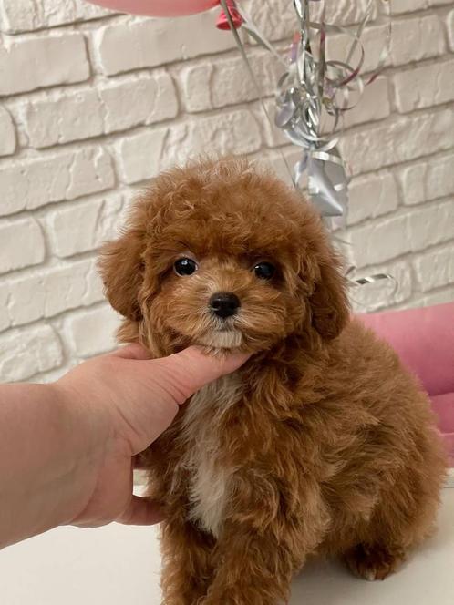 Exclusieve Maltipoo Super mini teefje pup (Azian Toy Poedel), Dieren en Toebehoren, Honden | Chihuahua's en Gezelschapshonden