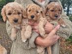 Australian labradoodle puppy's, Dieren en Toebehoren, Honden | Niet-rashonden, 8 tot 15 weken, Meerdere, Meerdere dieren, Klein