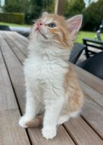 Vijf lieve kittens (3 poesjes en 2 katertjes), Dieren en Toebehoren, Katten en Kittens | Raskatten | Korthaar, Meerdere dieren