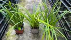 Alle groenblijvende siergrassen in 9-12 cm pot 10 voor €10,-, Overige soorten, Volle zon, Vaste plant, Ophalen of Verzenden