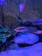 Protomelas hertae 1 vrouw (10cm), Vis