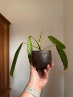 Philodendron Heterocraspedon, Huis en Inrichting, Kamerplanten, Ophalen of Verzenden, Halfschaduw, Minder dan 100 cm