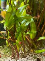 5 soorten aquariumplantjes, Vis, Zoetwatervis