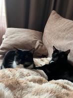 Katten europese korthaar