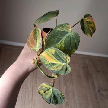 Philodendron Micans Variegata  beschikbaar voor biedingen
