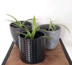 3 verschillende graslelie's met bloempot, Huis en Inrichting, Kamerplanten, Ophalen, Overige soorten, Halfschaduw, In pot