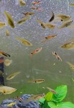 Gratis Guppen guppy guppies!!!, Dieren en Toebehoren, Vis, Zoetwatervis