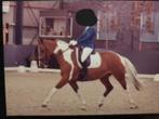 Merrie te koop, Dieren en Toebehoren, Paarden, Z, 7 tot 10 jaar, 160 tot 165 cm, Recreatiepaard