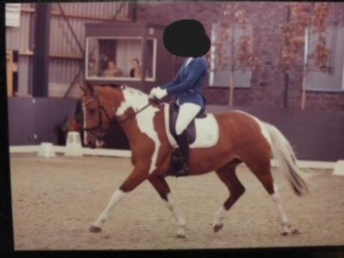 Merrie te koop, Dieren en Toebehoren, Paarden, Merrie, Z, 160 tot 165 cm, 7 tot 10 jaar, Recreatiepaard, Gechipt, Ontwormd, Ingeënt