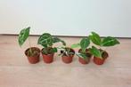 Set baby plantjes, mini planten, kamerplantjes, anthurium, Huis en Inrichting, Kamerplanten, Overige soorten, In pot, Minder dan 100 cm
