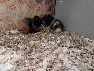Hele leuke cavia beertjes  beschikbaar voor biedingen