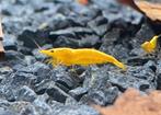 Neocaridina Yellow Fire Neon Backline, Kreeft, Krab of Garnaal, Zoetwatervis, Schoolvis