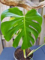 Monstera gaten plant groot blad met gaten, Overige soorten, Minder dan 100 cm, Ophalen of Verzenden, Halfschaduw