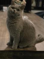 Britse korthaar met stamboom, Dieren en Toebehoren, Katten en Kittens | Raskatten | Korthaar, Gechipt, 3 tot 5 jaar, Poes
