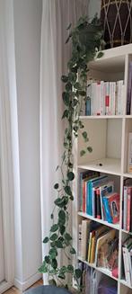 Hangplant Scindapsus Pictus (Zilverrank) - 2+ meter!, Huis en Inrichting, Kamerplanten, Ophalen