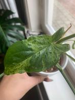 Syngonium mottled, Huis en Inrichting, Kamerplanten, Ophalen of Verzenden, Overige soorten, Minder dan 100 cm