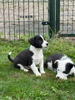 Jack russel / border collie kruising, Dieren en Toebehoren, Honden | Jack Russells en Terriërs, Jack Russell Terriër, CDV (hondenziekte)