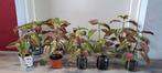 Coleusplant (Solenostemon Kong Rose) met kleurrijke bladeren, Ophalen of Verzenden, Halfschaduw, Minder dan 100 cm
