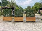 Plantenbakken op maat met kant en klaar hedera er in, 100 cm of meer, Nieuw, 60 cm of meer, Rechthoekig