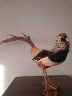 Opgezette fazant, Verzamelen, Dierenverzamelingen, Ophalen, Zo goed als nieuw, Vogel, Opgezet dier