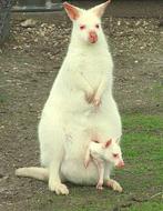 GEZOCHT BENNET WALLABY,S BRUIN EN WIT, Januari, Geslacht onbekend