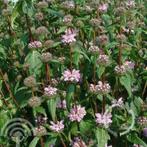 Phlomis tuberosa Brandkruid rose bodembedekker vlindertuin, Bodembedekkers, Vaste plant, Ophalen of Verzenden, Halfschaduw