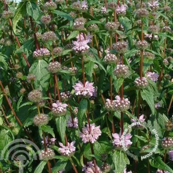 Phlomis tuberosa Brandkruid rose bodembedekker vlindertuin, Tuin en Terras, Planten | Tuinplanten, Vaste plant, Bodembedekkers