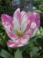 bijrijder western / IJslander/ volwassen en ervaren