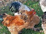 Brahma haan (kruising Brahma haan en Brahma buff kip)!, Dieren en Toebehoren, Mei, Mannelijk