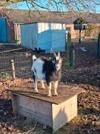 Dwerg bok, Dieren en Toebehoren, Schapen, Geiten en Varkens, Mannelijk, Geit