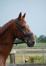 Super mooi Nika hoofdstel, Dieren en Toebehoren, Paarden en Pony's | Hoofdstellen en Tuigage, Ophalen of Verzenden, Zo goed als nieuw
