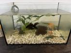 Aquarium met 3 sluierstaartjes en toebehoren, Ophalen, Zo goed als nieuw, Gevuld zoetwateraquarium