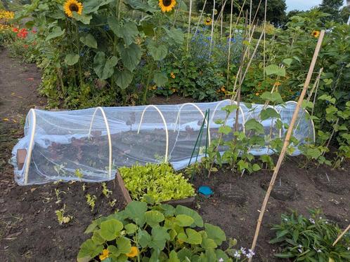 Gezocht zaden voor 2026 bloem groente, Tuin en Terras, Bloembollen en Zaden, Zaad, Gehele jaar, Volle zon, Ophalen of Verzenden